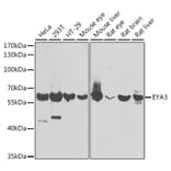 Western Blot - Anti-EYA3 Antibody (A15959) - Antibodies.com