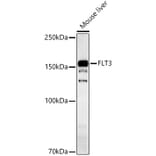 Western Blot - Anti-Flt3 / CD135 Antibody (A15961) - Antibodies.com