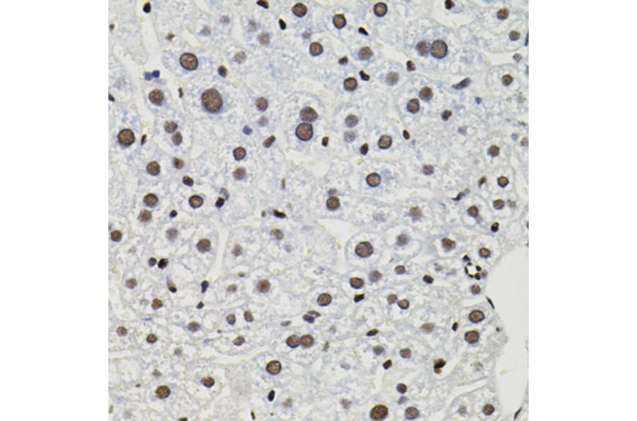 Immunohistochemistry - Anti-TFII I Antibody (A15962) - Antibodies.com