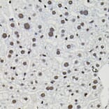 Immunohistochemistry - Anti-TFII I Antibody (A15962) - Antibodies.com