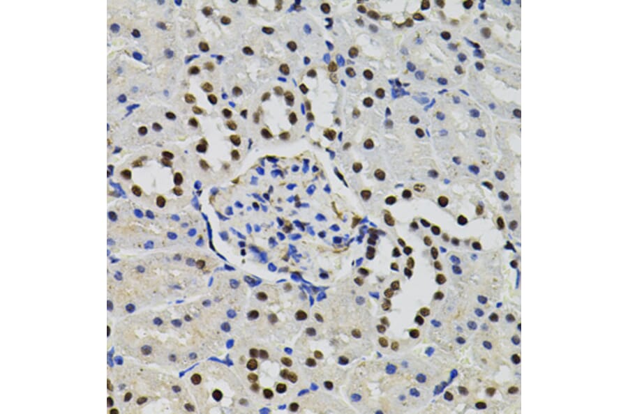 Immunohistochemistry - Anti-TFII I Antibody (A15962) - Antibodies.com