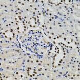 Immunohistochemistry - Anti-TFII I Antibody (A15962) - Antibodies.com