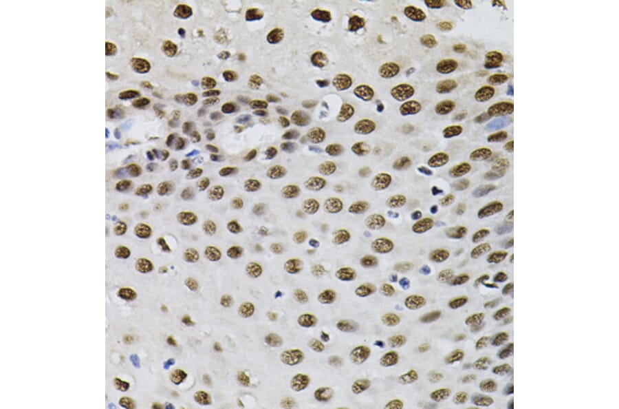Immunohistochemistry - Anti-TFII I Antibody (A15962) - Antibodies.com