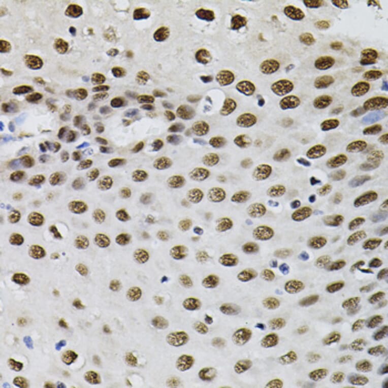 Immunohistochemistry - Anti-TFII I Antibody (A15962) - Antibodies.com