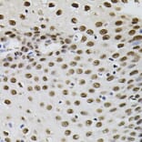Immunohistochemistry - Anti-TFII I Antibody (A15962) - Antibodies.com