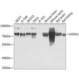 Western Blot - Anti-HSPA2 Antibody (A15965) - Antibodies.com
