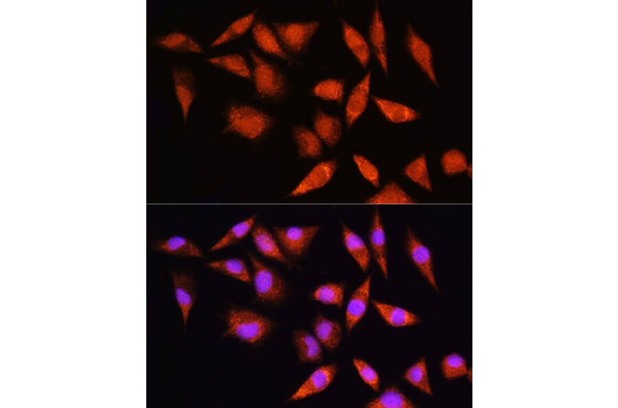 Immunofluorescence - Anti-HSPA2 Antibody (A15965) - Antibodies.com