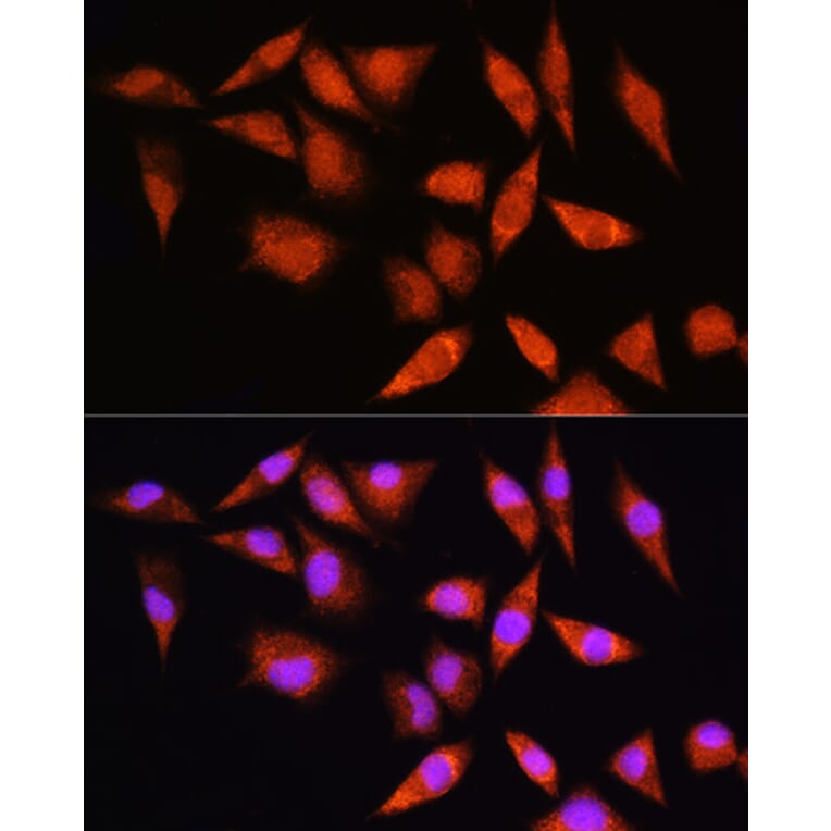 Immunofluorescence - Anti-HSPA2 Antibody (A15965) - Antibodies.com