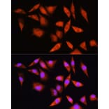 Immunofluorescence - Anti-HSPA2 Antibody (A15965) - Antibodies.com