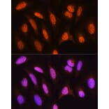 Immunofluorescence - Anti-HSPA2 Antibody (A15965) - Antibodies.com