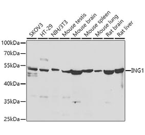 Western Blot - Anti-ING1 Antibody (A15966) - Antibodies.com