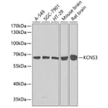 Western Blot - Anti-KCNS3 Antibody (A15967) - Antibodies.com
