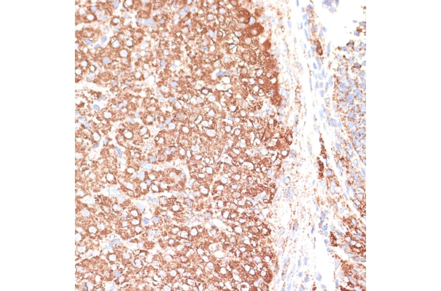 Immunohistochemistry - Anti-KCNS3 Antibody (A15967) - Antibodies.com