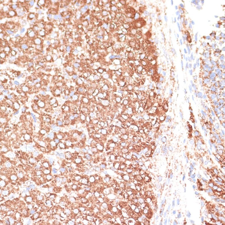Immunohistochemistry - Anti-KCNS3 Antibody (A15967) - Antibodies.com