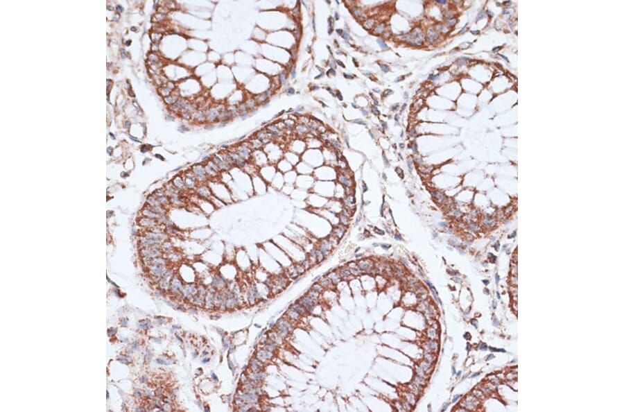 Immunohistochemistry - Anti-KCNS3 Antibody (A15967) - Antibodies.com