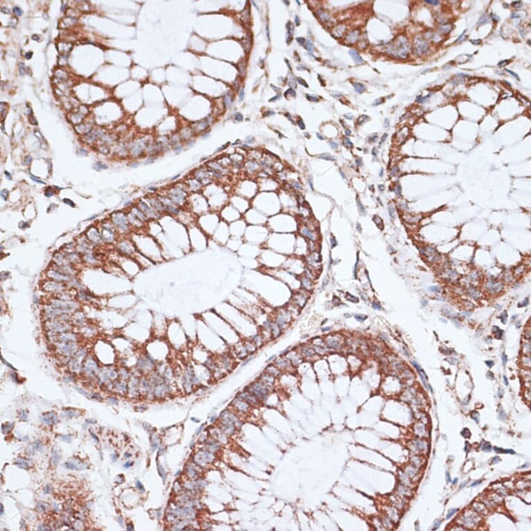 Immunohistochemistry - Anti-KCNS3 Antibody (A15967) - Antibodies.com