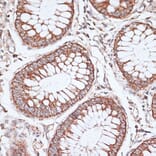 Immunohistochemistry - Anti-KCNS3 Antibody (A15967) - Antibodies.com