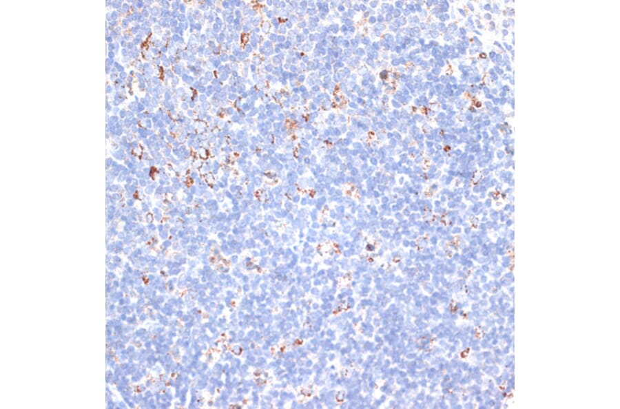 Immunohistochemistry - Anti-KCNS3 Antibody (A15967) - Antibodies.com