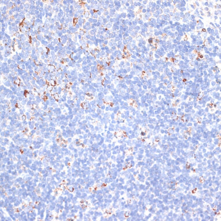Immunohistochemistry - Anti-KCNS3 Antibody (A15967) - Antibodies.com