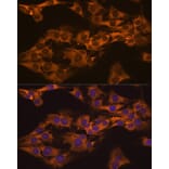 Immunofluorescence - Anti-Caprin-1 Antibody (A15969) - Antibodies.com