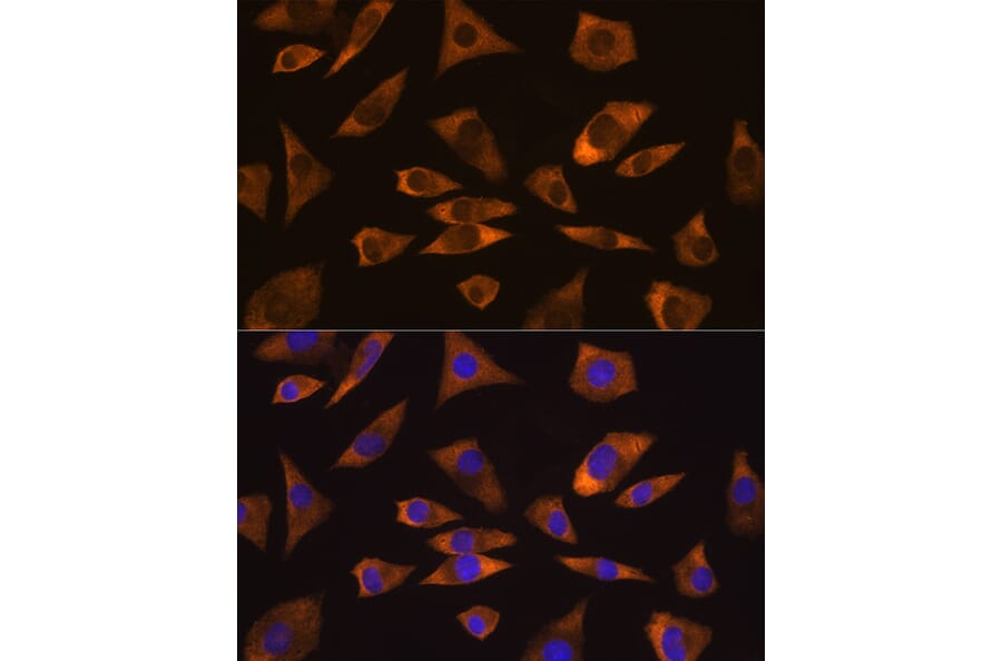 Immunofluorescence - Anti-Caprin-1 Antibody (A15969) - Antibodies.com