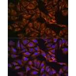 Immunofluorescence - Anti-Caprin-1 Antibody (A15969) - Antibodies.com