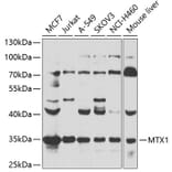 Western Blot - Anti-MTX1 Antibody (A7912) - Antibodies.com