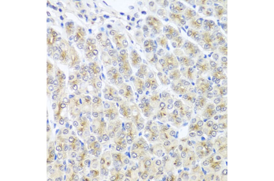Immunohistochemistry - Anti-MTX1 Antibody (A7912) - Antibodies.com