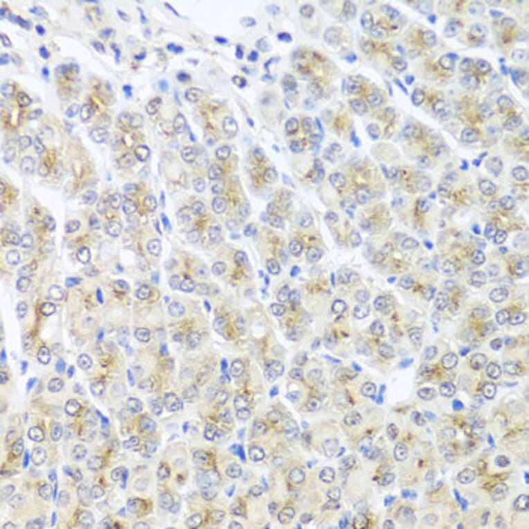 Immunohistochemistry - Anti-MTX1 Antibody (A7912) - Antibodies.com
