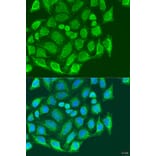 Immunofluorescence - Anti-MTX1 Antibody (A7912) - Antibodies.com