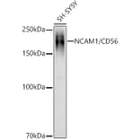 Western Blot - Anti-NCAM1 Antibody (A15971) - Antibodies.com