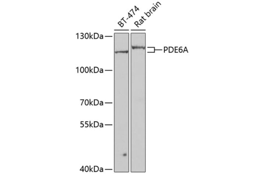Western Blot - Anti-PDE6 alpha Antibody (A15972) - Antibodies.com