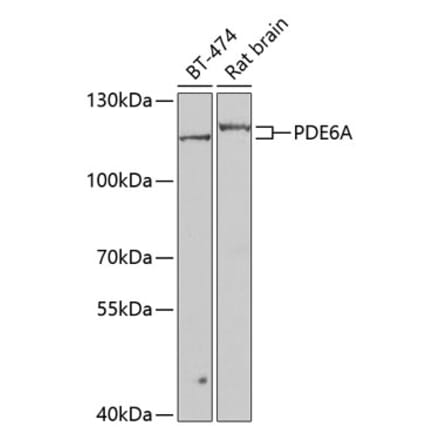 Western Blot - Anti-PDE6 alpha Antibody (A15972) - Antibodies.com