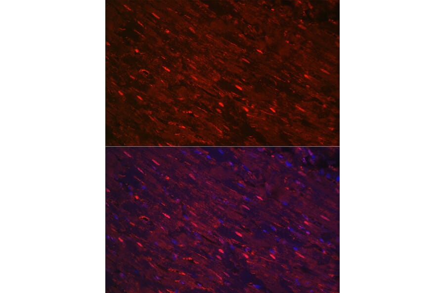 Immunofluorescence - Anti-PGAM2 Antibody (A15974) - Antibodies.com