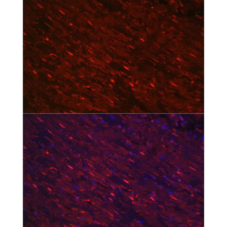 Immunofluorescence - Anti-PGAM2 Antibody (A15974) - Antibodies.com