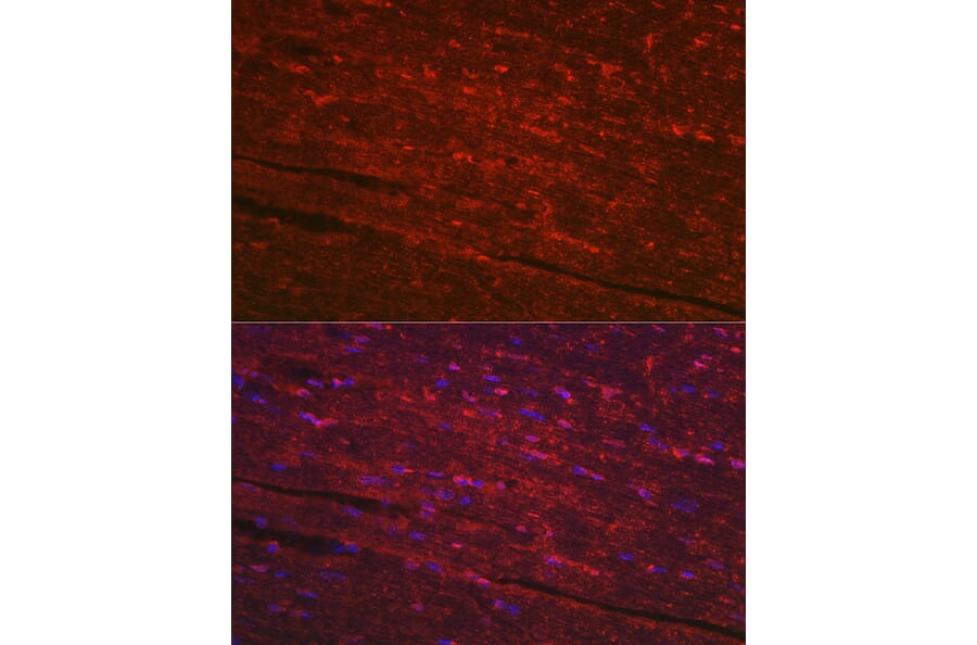 Immunofluorescence - Anti-PGAM2 Antibody (A15974) - Antibodies.com