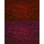 Immunofluorescence - Anti-PGAM2 Antibody (A15974) - Antibodies.com