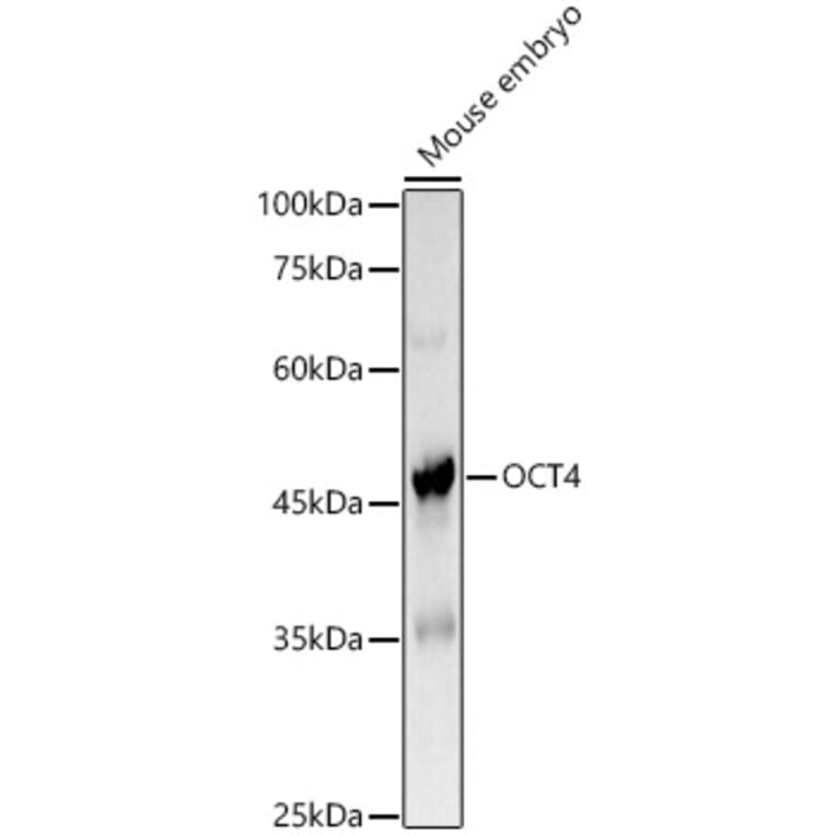 Western Blot - Anti-Oct4 Antibody (A15976) - Antibodies.com