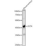 Western Blot - Anti-Oct4 Antibody (A15976) - Antibodies.com