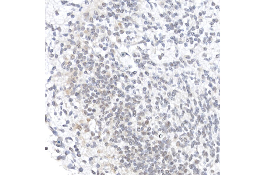 Immunohistochemistry - Anti-Oct4 Antibody (A15976) - Antibodies.com