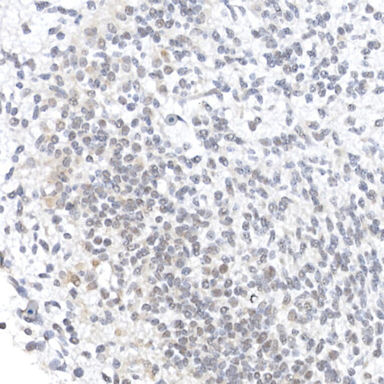 Immunohistochemistry - Anti-Oct4 Antibody (A15976) - Antibodies.com