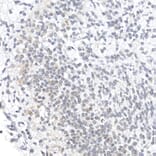 Immunohistochemistry - Anti-Oct4 Antibody (A15976) - Antibodies.com