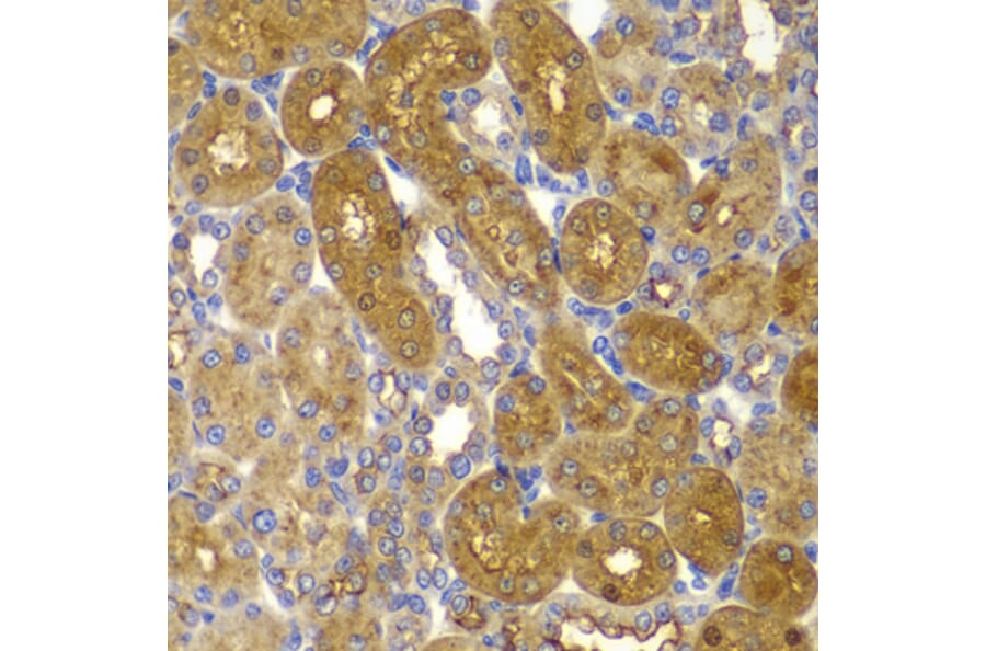 Immunohistochemistry - Anti-AMPK beta 1 Antibody (A15977) - Antibodies.com