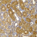 Immunohistochemistry - Anti-AMPK beta 1 Antibody (A15977) - Antibodies.com