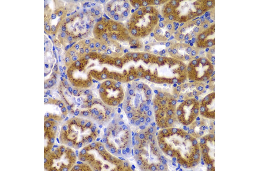 Immunohistochemistry - Anti-AMPK beta 1 Antibody (A15977) - Antibodies.com