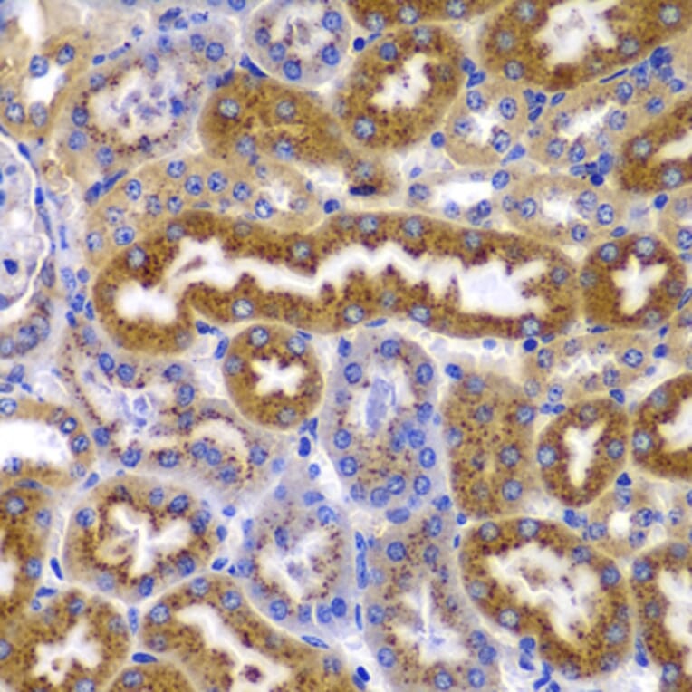 Immunohistochemistry - Anti-AMPK beta 1 Antibody (A15977) - Antibodies.com