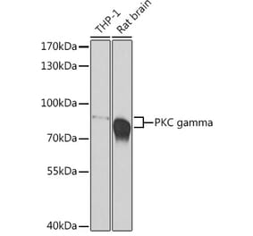 Western Blot - Anti-PKC gamma Antibody (A15978) - Antibodies.com