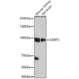 Western Blot - Anti-Sortilin/NT3 Antibody (A15980) - Antibodies.com