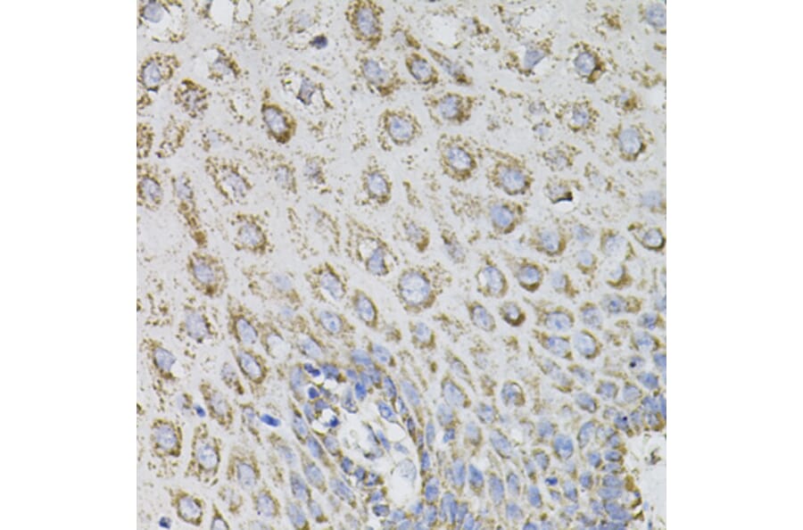 Immunohistochemistry - Anti-SPR Antibody (A7928) - Antibodies.com