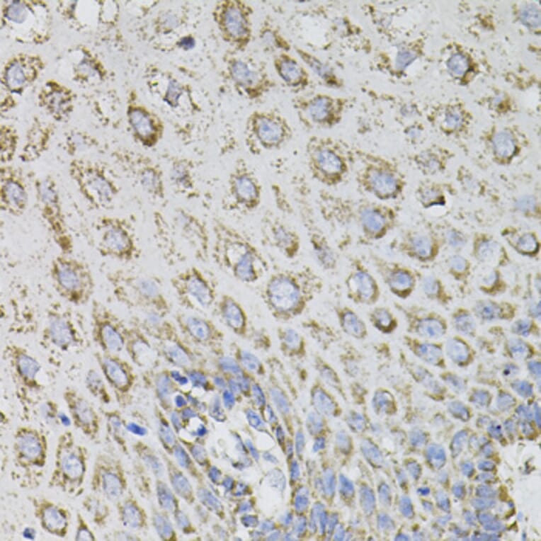 Immunohistochemistry - Anti-SPR Antibody (A7928) - Antibodies.com